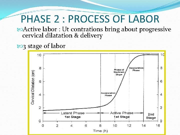 PHASE 2 : PROCESS OF LABOR Active labor : Ut contrations bring about progressive