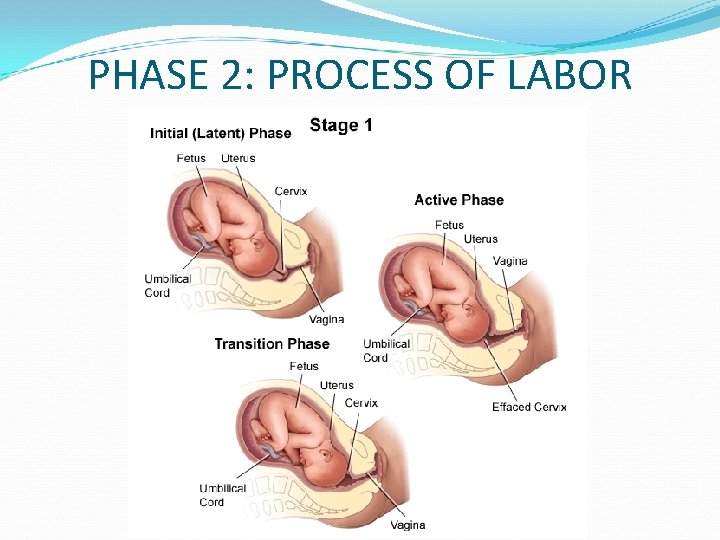 PHASE 2: PROCESS OF LABOR 