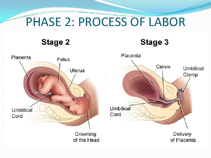 PHASE 2: PROCESS OF LABOR 