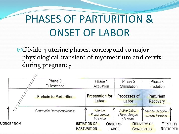 PHASES OF PARTURITION & ONSET OF LABOR Divide 4 uterine phases: correspond to major