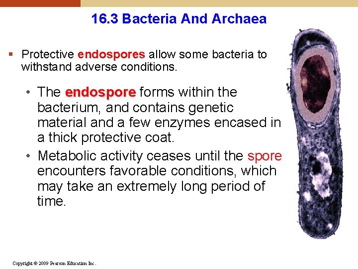 16. 3 Bacteria And Archaea § Protective endospores allow some bacteria to withstand adverse