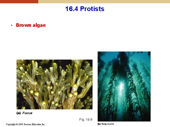 16. 4 Protists • Brown algae Fig. 16 -9 Copyright © 2009 Pearson Education