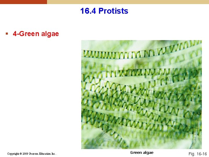 16. 4 Protists § 4 -Green algae Copyright © 2009 Pearson Education Inc. Green