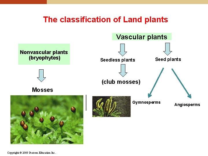 The classification of Land plants Vascular plants Nonvascular plants (bryophytes) Seedless plants Seed plants
