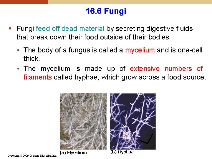 16. 6 Fungi § Fungi feed off dead material by secreting digestive fluids that