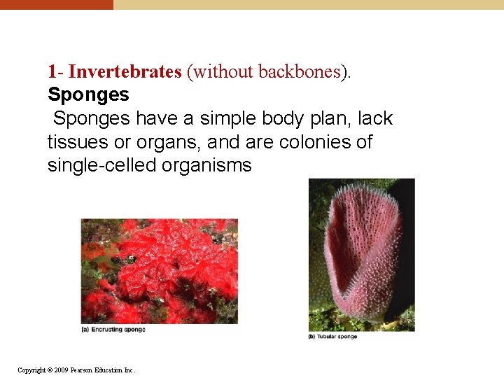 1 - Invertebrates (without backbones). Sponges have a simple body plan, lack tissues or