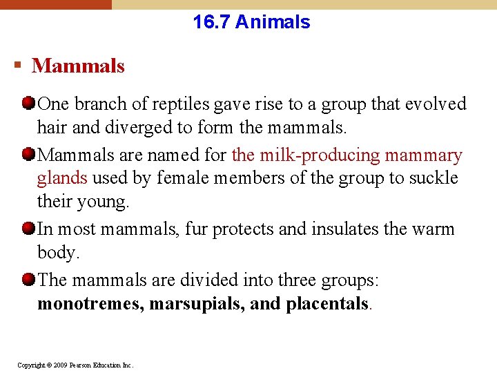 16. 7 Animals § Mammals One branch of reptiles gave rise to a group