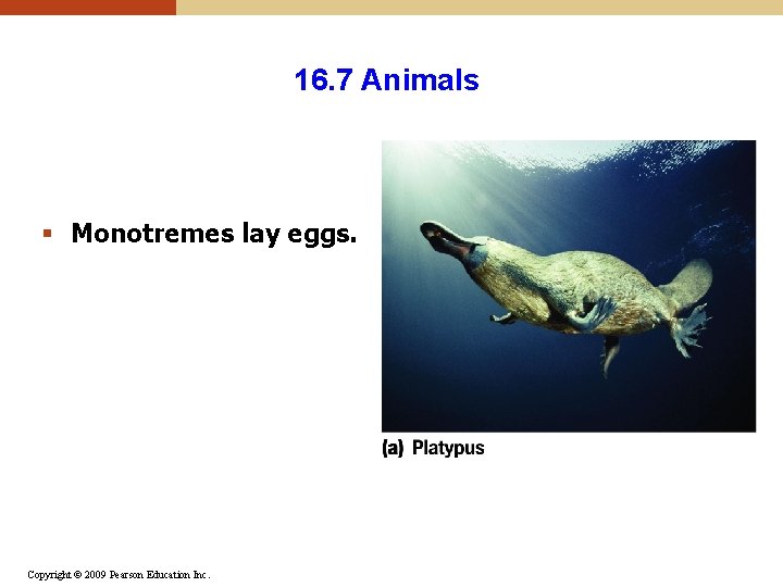 16. 7 Animals § Monotremes lay eggs. Copyright © 2009 Pearson Education Inc. 