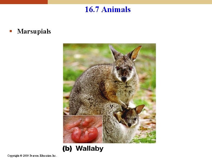 16. 7 Animals § Marsupials Copyright © 2009 Pearson Education Inc. 