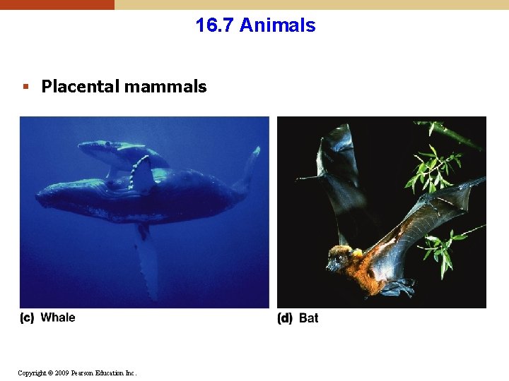 16. 7 Animals § Placental mammals Copyright © 2009 Pearson Education Inc. 