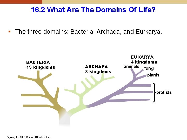 16. 2 What Are The Domains Of Life? § The three domains: Bacteria, Archaea,