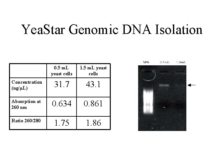 Yea. Star Genomic DNA Isolation 0. 5 m. L yeast cells 1. 5 m. Yea. Star Genomic DNA Isolation 0. 5 m. L yeast cells 1. 5 m.