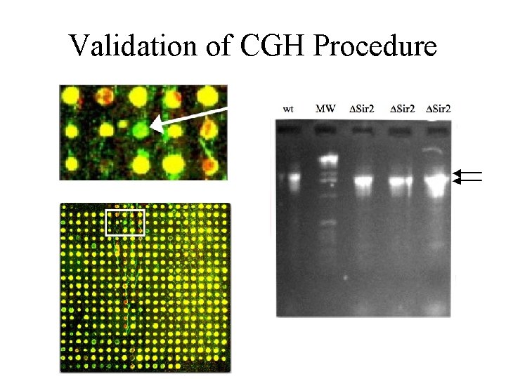 Validation of CGH Procedure Validation of CGH Procedure