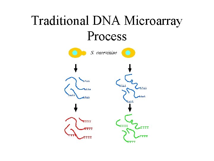Traditional DNA Microarray Process Traditional DNA Microarray Process
