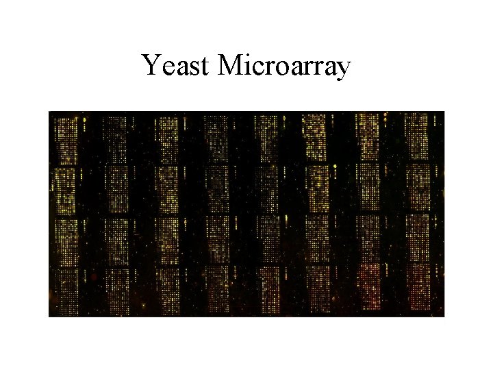 Yeast Microarray Yeast Microarray