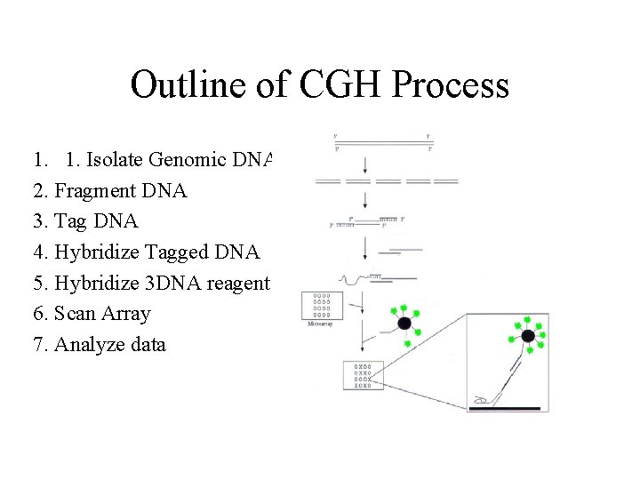 Outline of CGH Process 1. 1. Isolate Genomic DNA 2. Fragment DNA 3. Tag Outline of CGH Process 1. 1. Isolate Genomic DNA 2. Fragment DNA 3. Tag