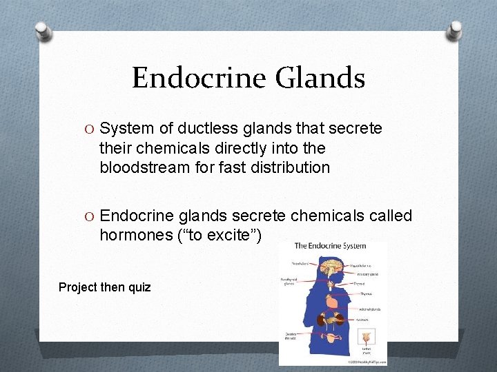 Endocrine Glands O System of ductless glands that secrete their chemicals directly into the