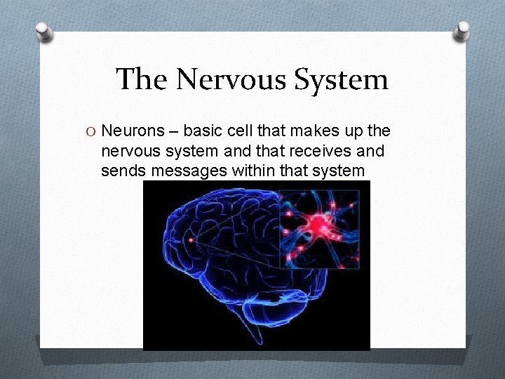 The Nervous System O Neurons – basic cell that makes up the nervous system