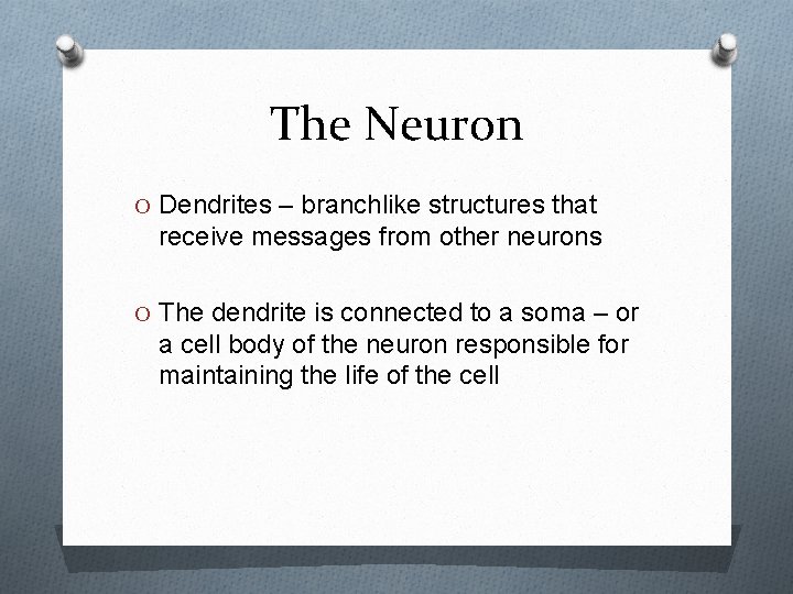 The Neuron O Dendrites – branchlike structures that receive messages from other neurons O