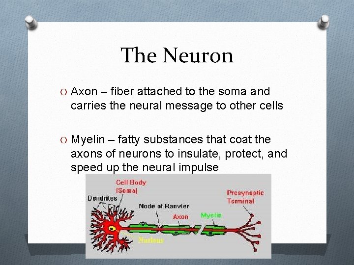 The Neuron O Axon – fiber attached to the soma and carries the neural