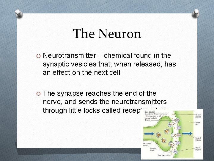The Neuron O Neurotransmitter – chemical found in the synaptic vesicles that, when released,