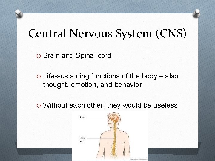 Central Nervous System (CNS) O Brain and Spinal cord O Life-sustaining functions of the