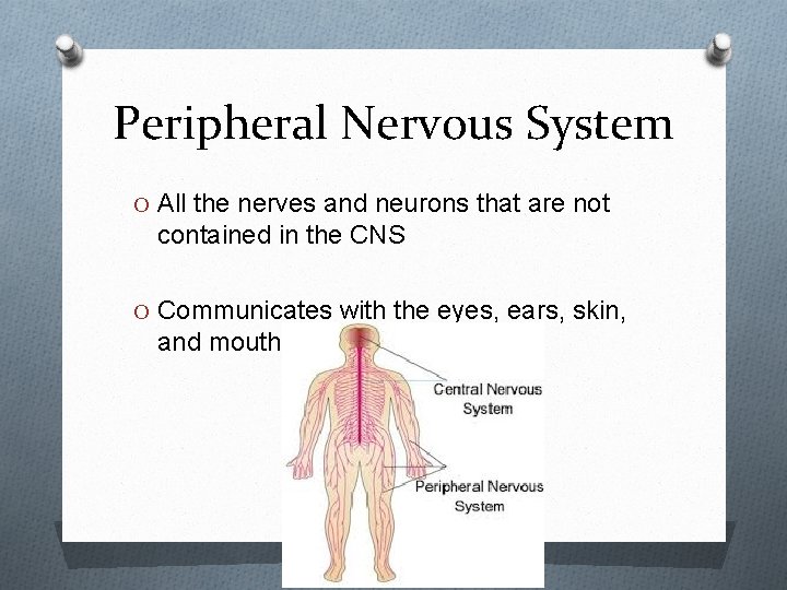 Peripheral Nervous System O All the nerves and neurons that are not contained in