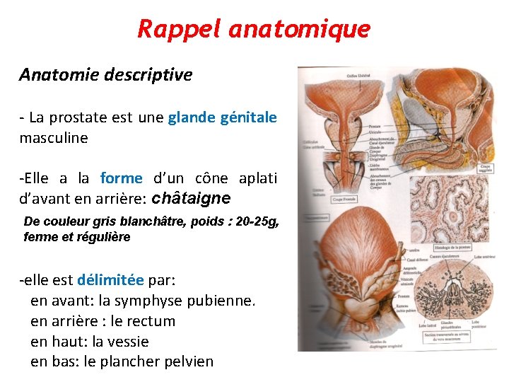 Rappel anatomique Anatomie descriptive - La prostate est une glande génitale masculine -Elle a