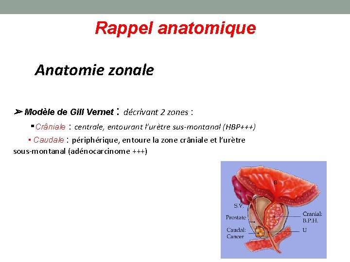 Rappel anatomique Anatomie zonale ➢ Modèle de Gill Vernet : décrivant 2 zones :