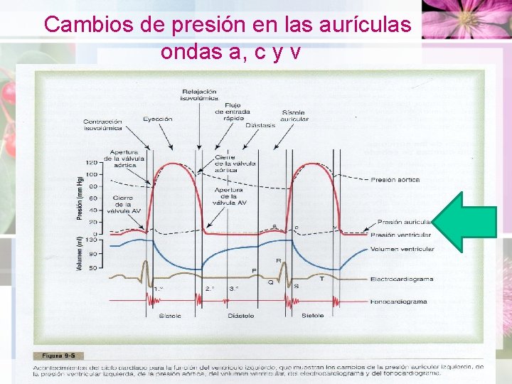 Cambios de presión en las aurículas ondas a, c y v 