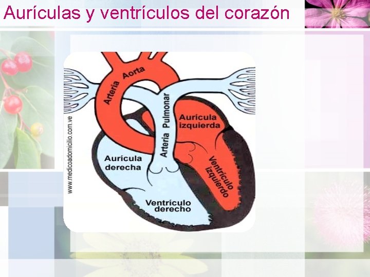 Aurículas y ventrículos del corazón 