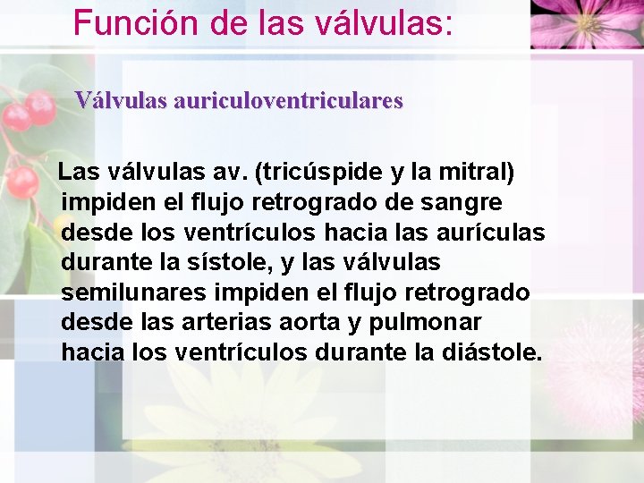 Función de las válvulas: Válvulas auriculoventriculares Las válvulas av. (tricúspide y la mitral) impiden