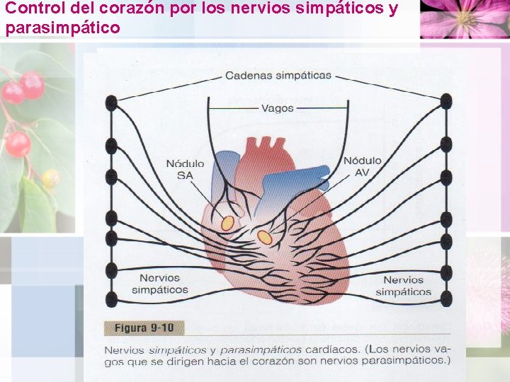 Control del corazón por los nervios simpáticos y parasimpático 