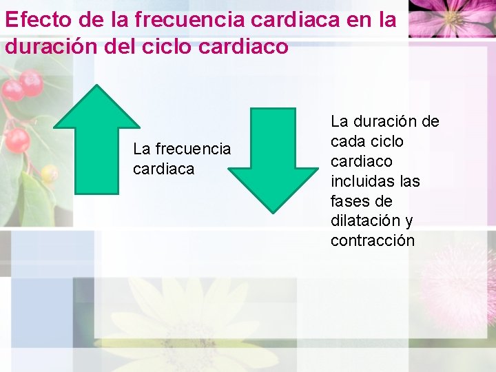 Efecto de la frecuencia cardiaca en la duración del ciclo cardiaco La frecuencia cardiaca