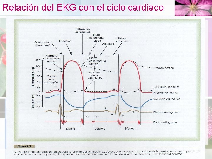 Relación del EKG con el ciclo cardiaco 