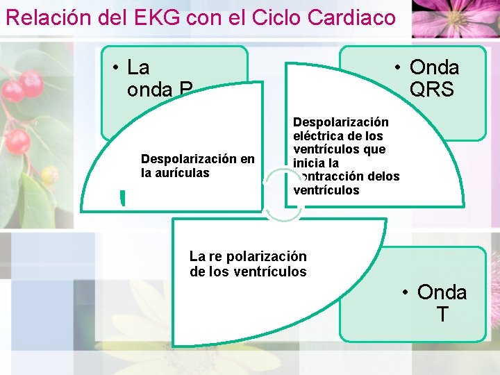 Relación del EKG con el Ciclo Cardiaco • La onda P Despolarización en la