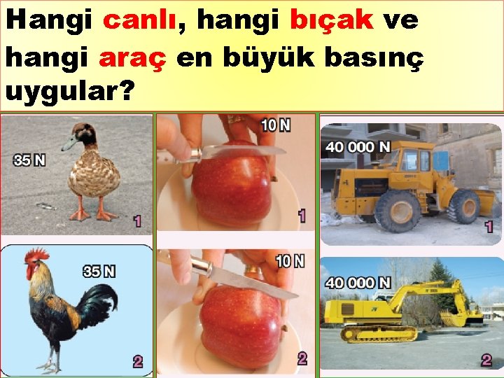 Hangi canlı, hangi bıçak ve hangi araç en büyük basınç uygular? 14 