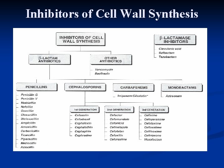 Inhibitors of Cell Wall Synthesis 