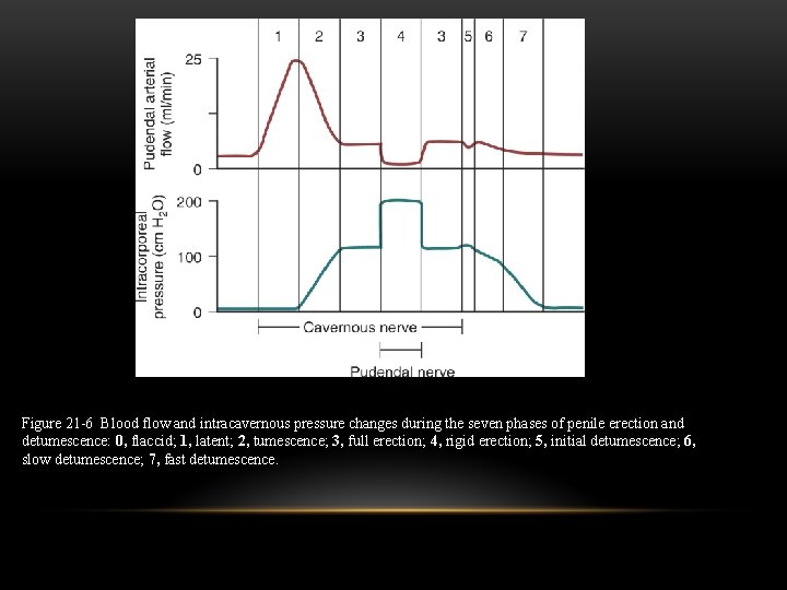 Figure 21 -6 Blood flow and intracavernous pressure changes during the seven phases of