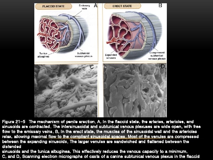 Figure 21 -5 The mechanism of penile erection. A, In the flaccid state, the