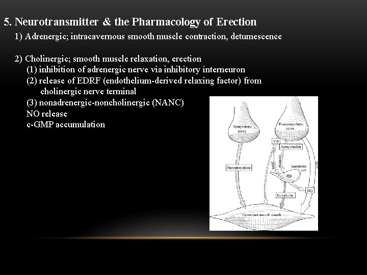 5. Neurotransmitter & the Pharmacology of Erection 1) Adrenergic; intracavernous smooth muscle contraction, detumescence