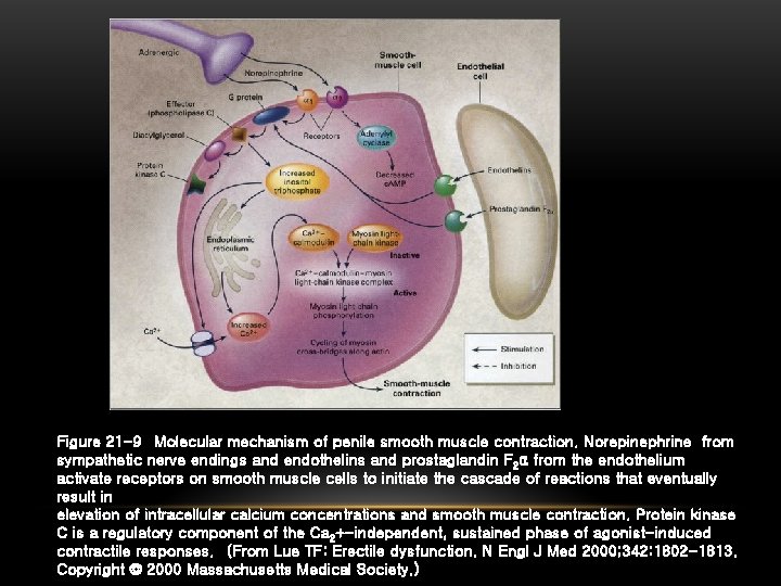 Figure 21 -9 Molecular mechanism of penile smooth muscle contraction. Norepinephrine from sympathetic nerve