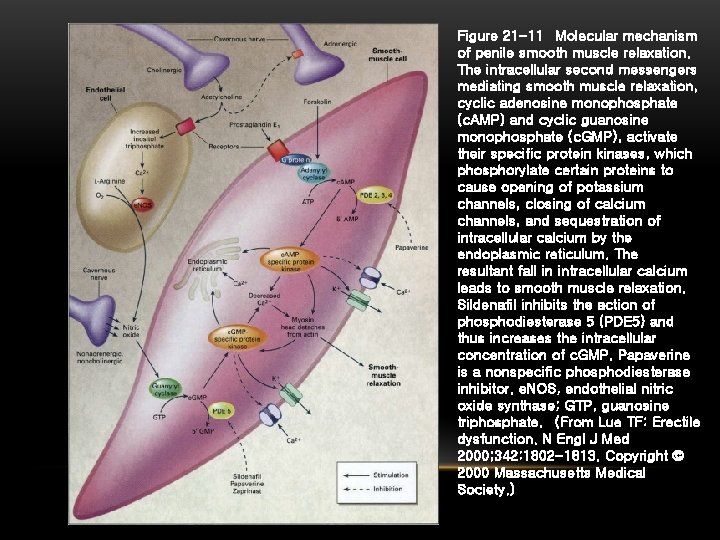 Figure 21 -11 Molecular mechanism of penile smooth muscle relaxation. The intracellular second messengers