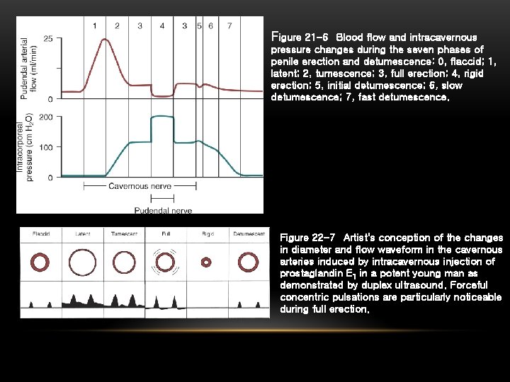 Figure 21 -6 Blood flow and intracavernous pressure changes during the seven phases of