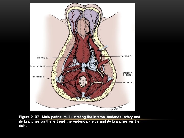 Figure 2 -37 Male perineum, illustrating the internal pudendal artery and its branches on