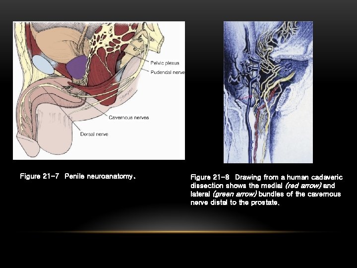 Figure 21 -7 Penile neuroanatomy. Figure 21 -8 Drawing from a human cadaveric dissection