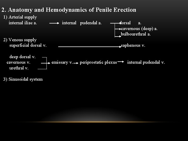 2. Anatomy and Hemodynamics of Penile Erection 1) Arterial supply internal iliac a. internal