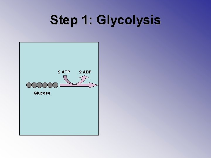 Step 1: Glycolysis 2 ATP Glucose 2 ADP 