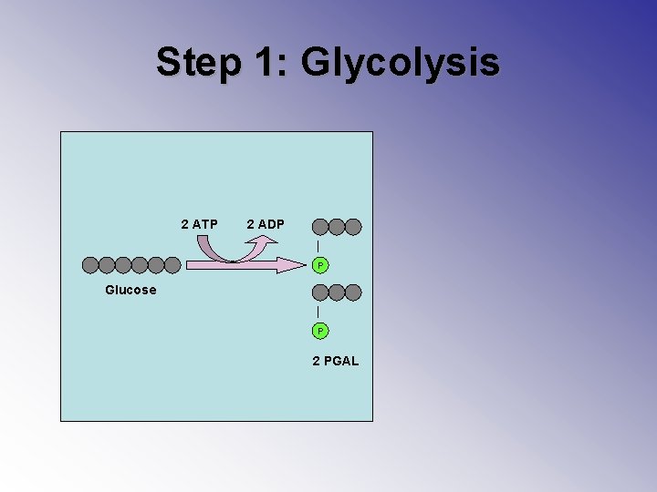 Step 1: Glycolysis 2 ATP 2 ADP P Glucose P 2 PGAL 