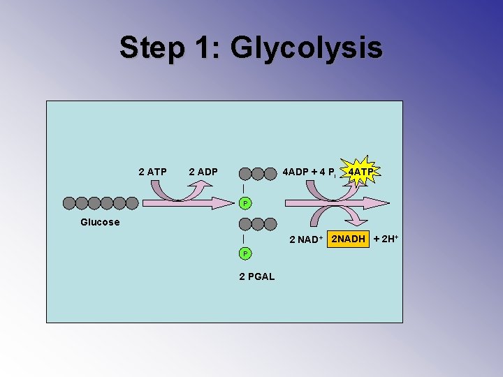 Step 1: Glycolysis 2 ATP 2 ADP 4 ADP + 4 Pi 4 ATP